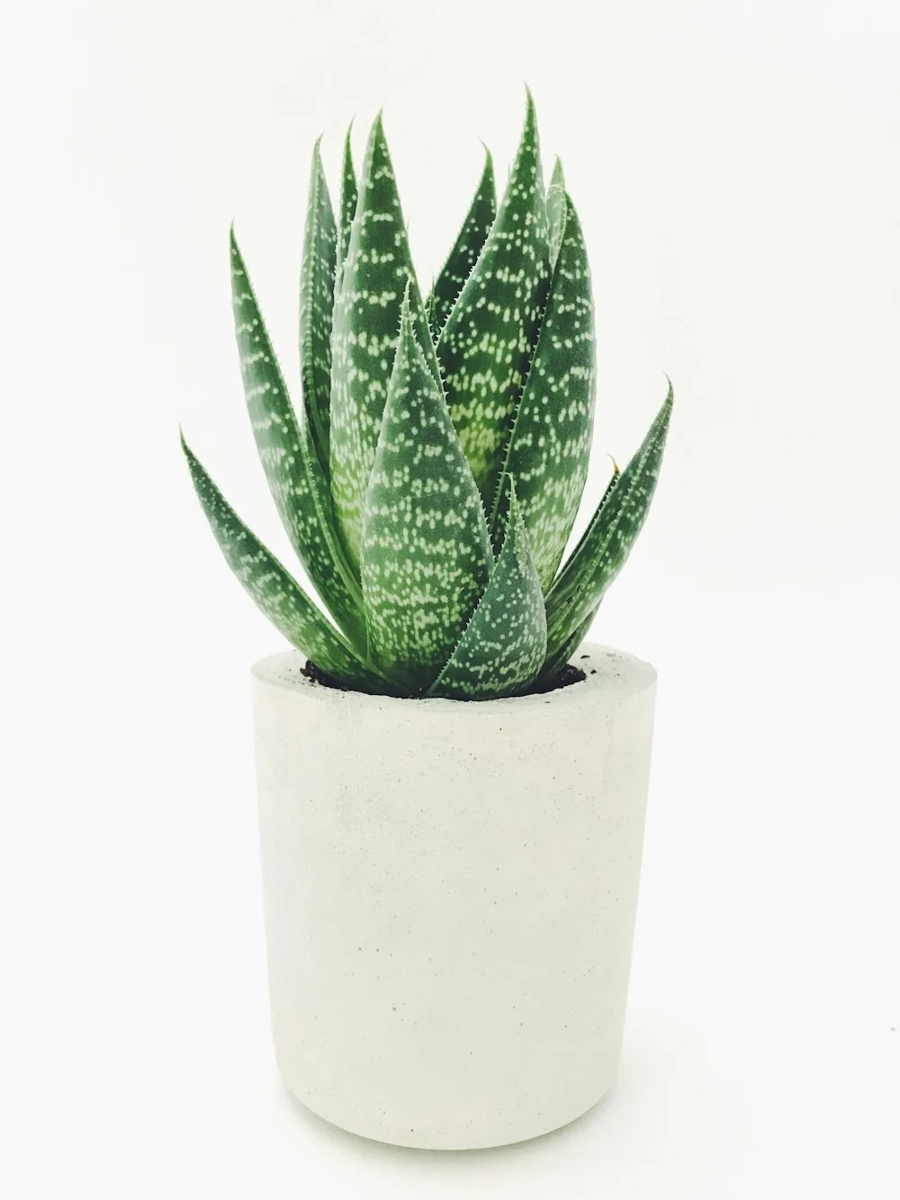 Desertscapes: Open Terrarium Masterclass — Terradoodles workshop in Chennai